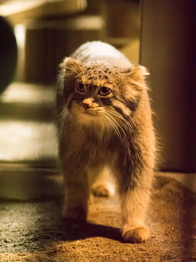 A photograph of Figa in Nogeyama Zoo