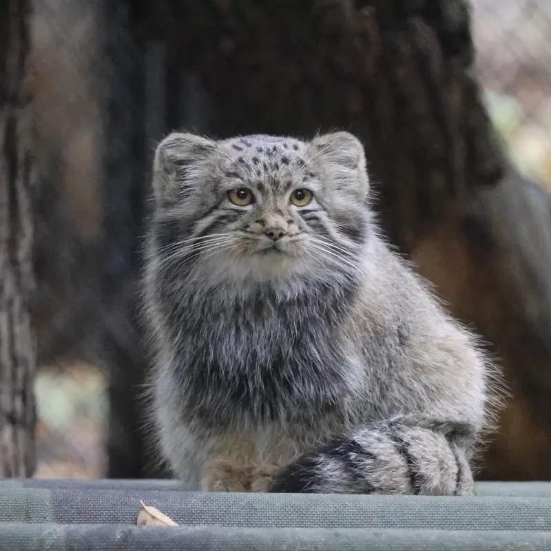 A photograph of Daughter of Snezhana b.2026 Ⅱ in Novosibirsk Zoo