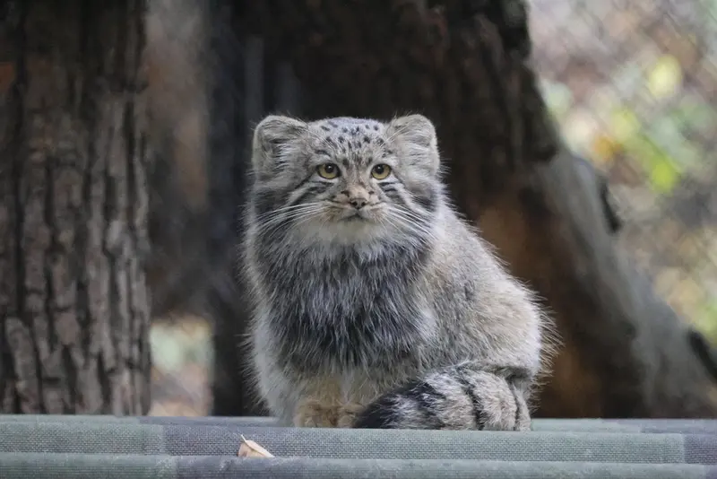 A photograph of Daughter of Snezhana b.2026 Ⅱ in Novosibirsk Zoo