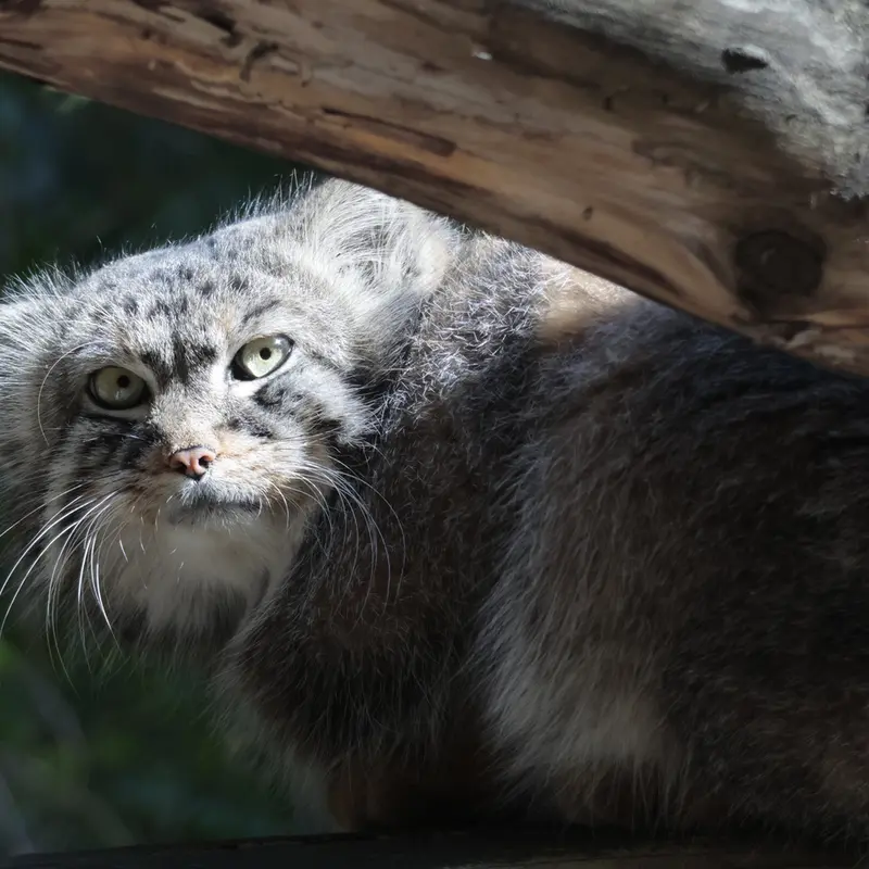 A photograph of Ruf in Novosibirsk Zoo