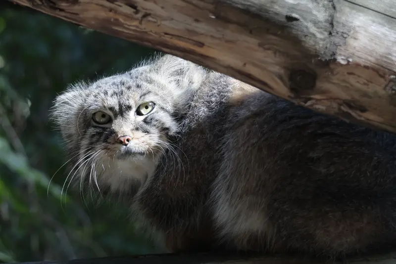 A photograph of Ruf in Novosibirsk Zoo