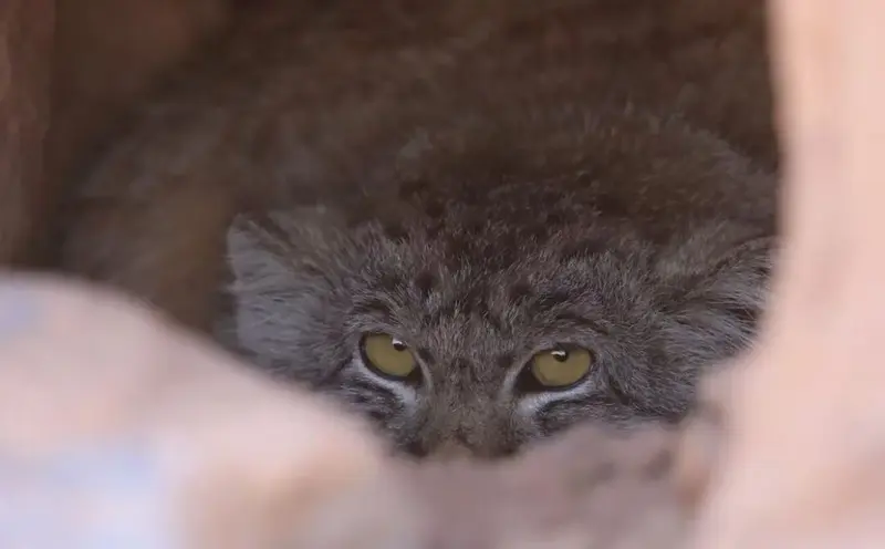 Pallas's cats are under threat!
