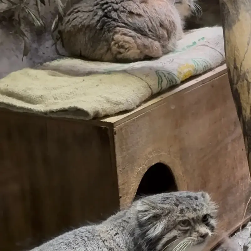 A photograph of Primula and Klyon in Ueno Zoological Gardens