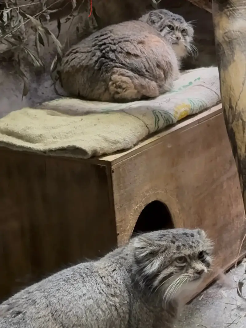A photograph of Primula and Klyon in Ueno Zoological Gardens