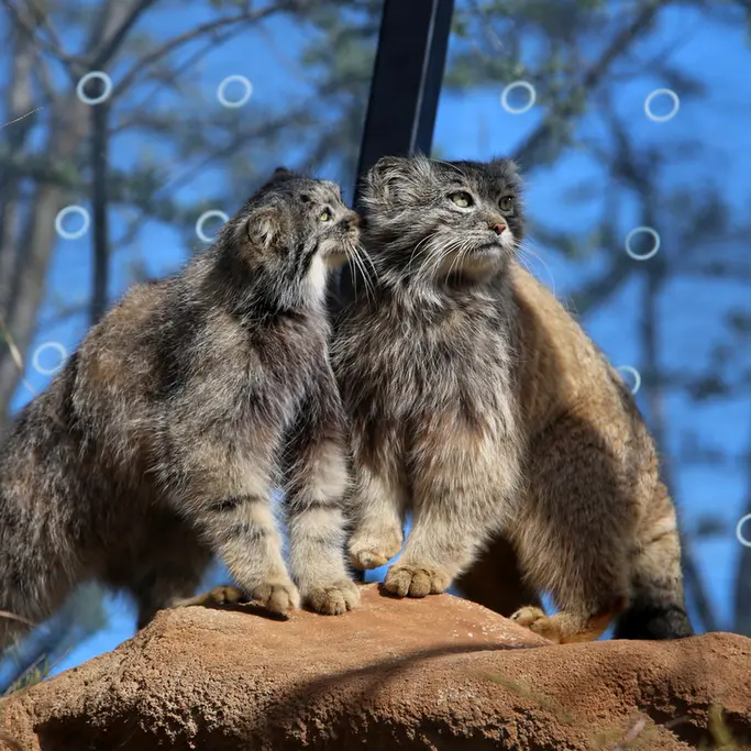 A photograph of Prinsessa and Spay in Prague Zoo