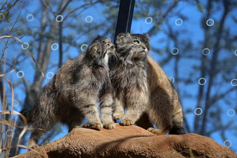 A photograph of Prinsessa and Spay in Prague Zoo