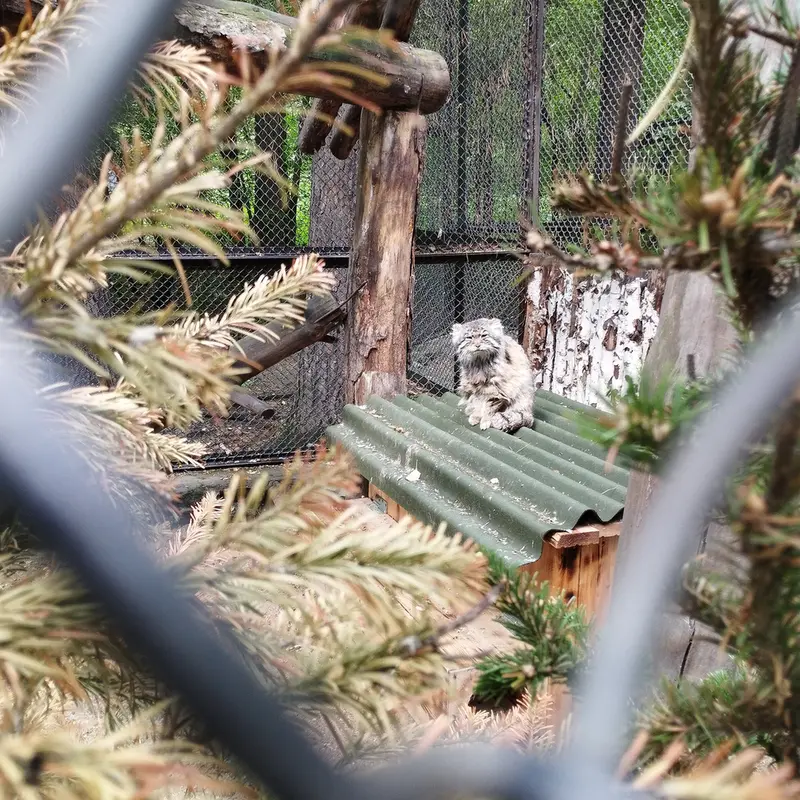 A photograph of Zelenogorsk in Novosibirsk Zoo