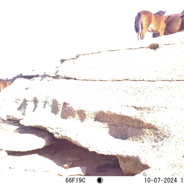 A photograph of Horse from Bektauata 1 camera trap