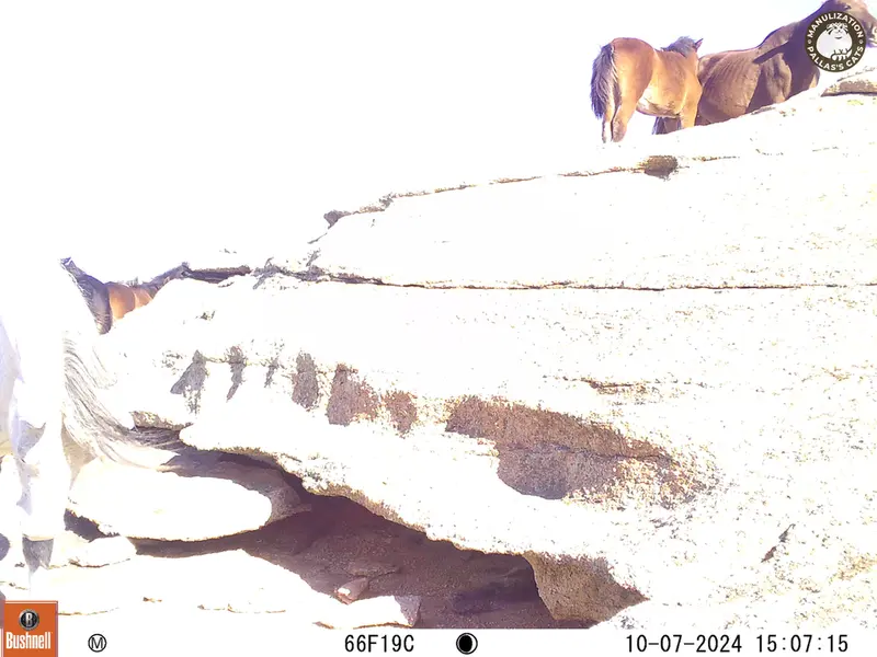 A photograph of Horse from Bektauata 1 camera trap