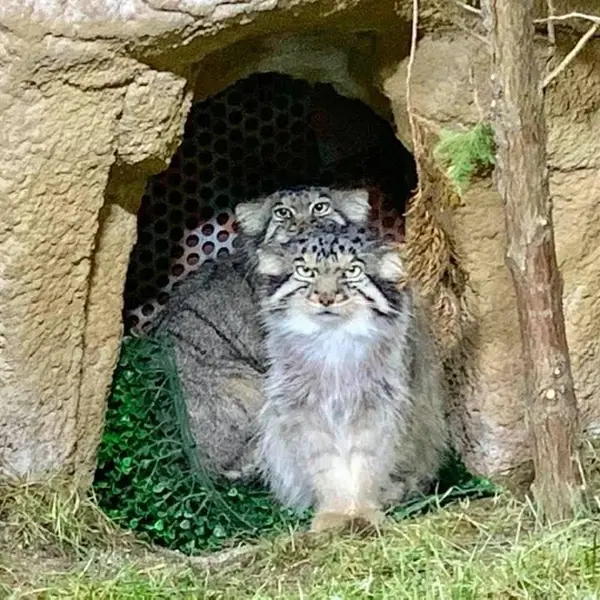 A photograph of Bor and Polly in Nasu Animal Kingdom