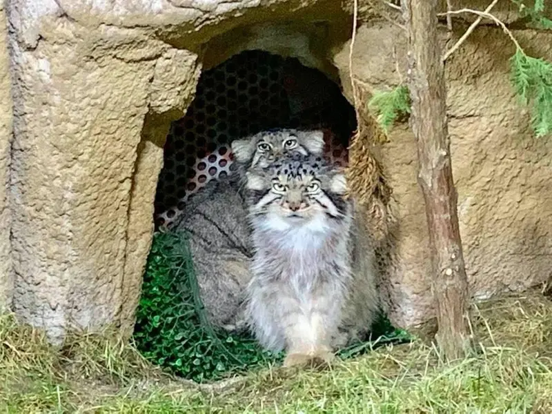 A photograph of Bor and Polly in Nasu Animal Kingdom