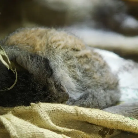 A photograph of a Pallas's cat in Ueno Zoological Gardens
