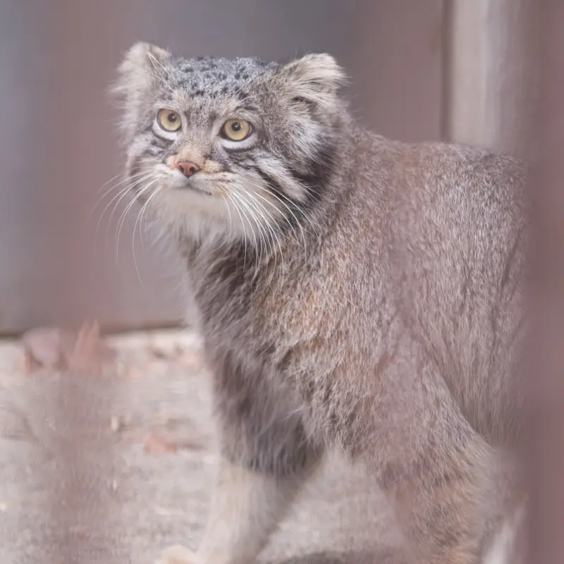 A photograph of Figa in Nogeyama Zoo