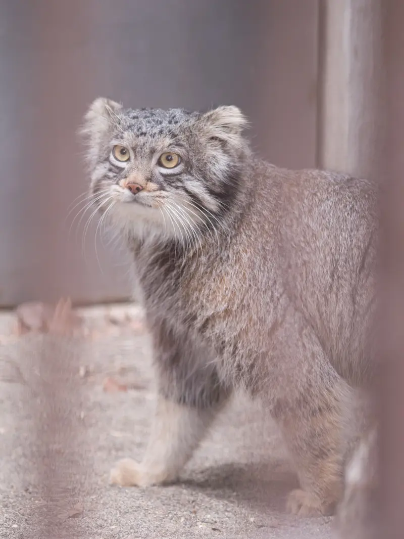 A photograph of Figa in Nogeyama Zoo