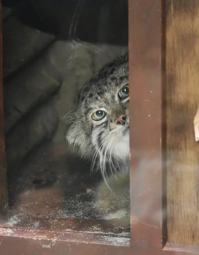 A photograph of Klyon in Ueno Zoological Gardens