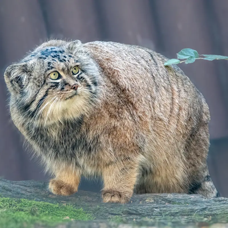 A photograph of Pluton in Ostrava Zoo