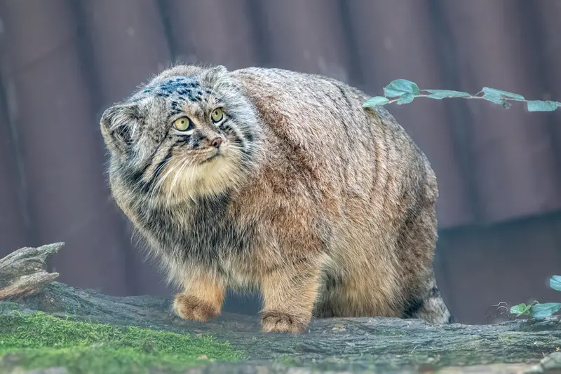 A photograph of Pluton in Ostrava Zoo