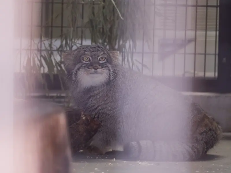 A photograph of Figa in Nogeyama Zoo