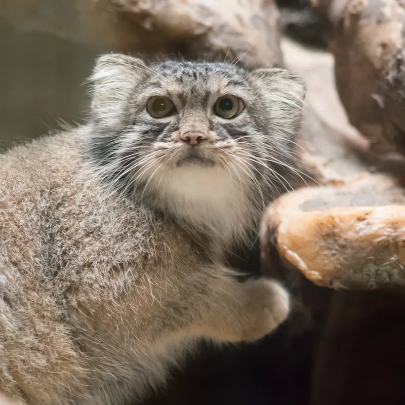 A photograph of Shafran in Ueno Zoological Gardens