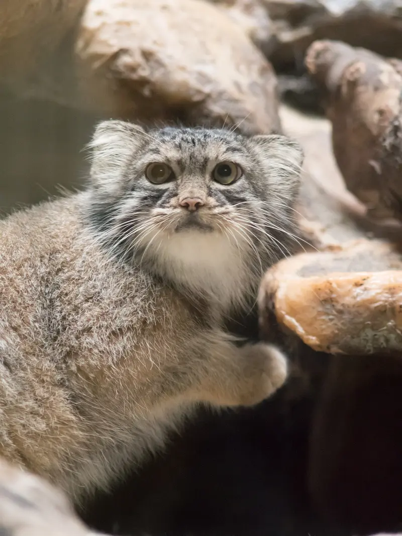 A photograph of Shafran in Ueno Zoological Gardens