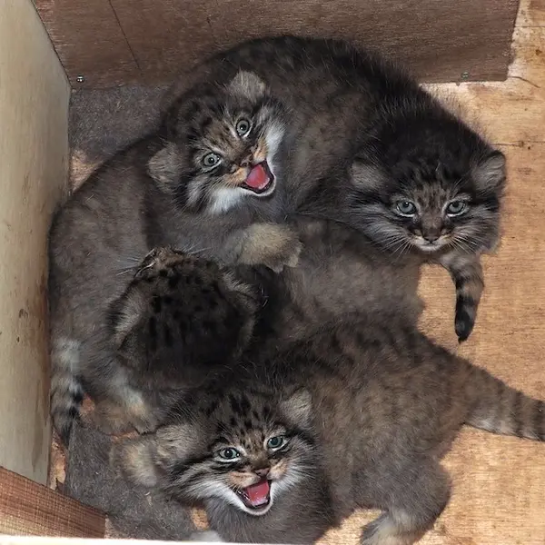 A photograph of Haru, Saaral, Shar, and Bor in Saitama Children's Zoo