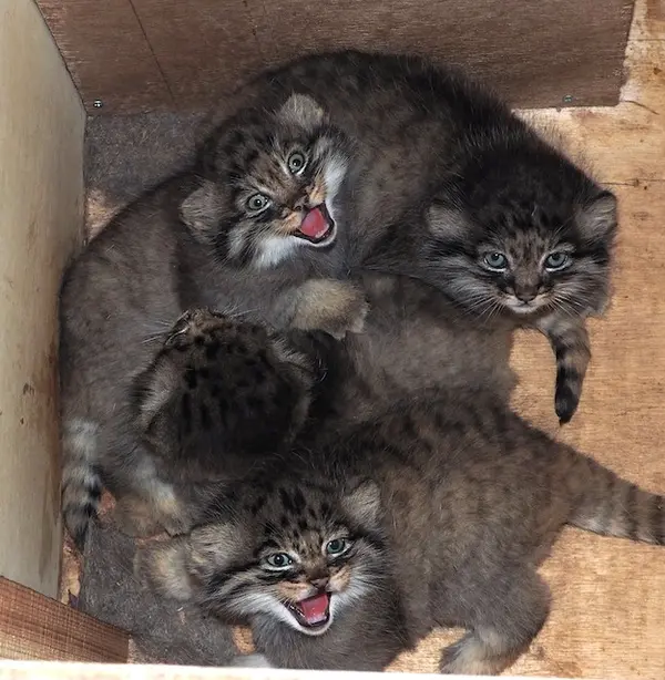 A photograph of Haru, Saaral, Shar, and Bor in Saitama Children's Zoo