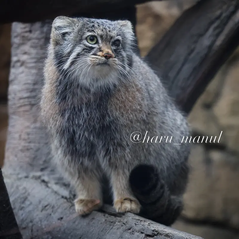A photograph of Abrikos in Nasu Animal Kingdom