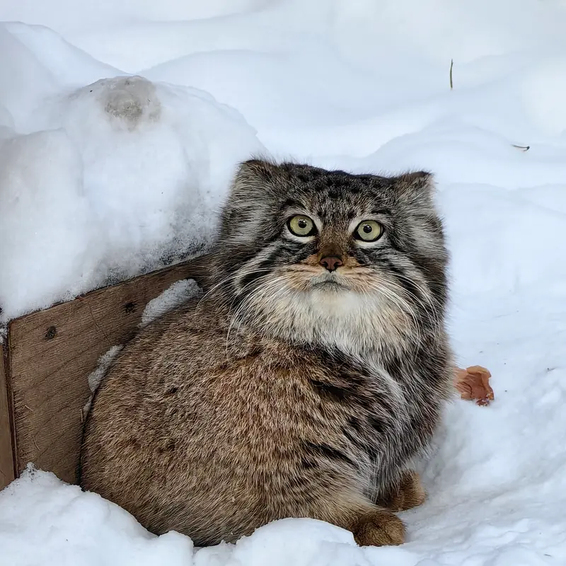 A photograph of Daughter of Eve 2023 Ⅲ in Novosibirsk Zoo