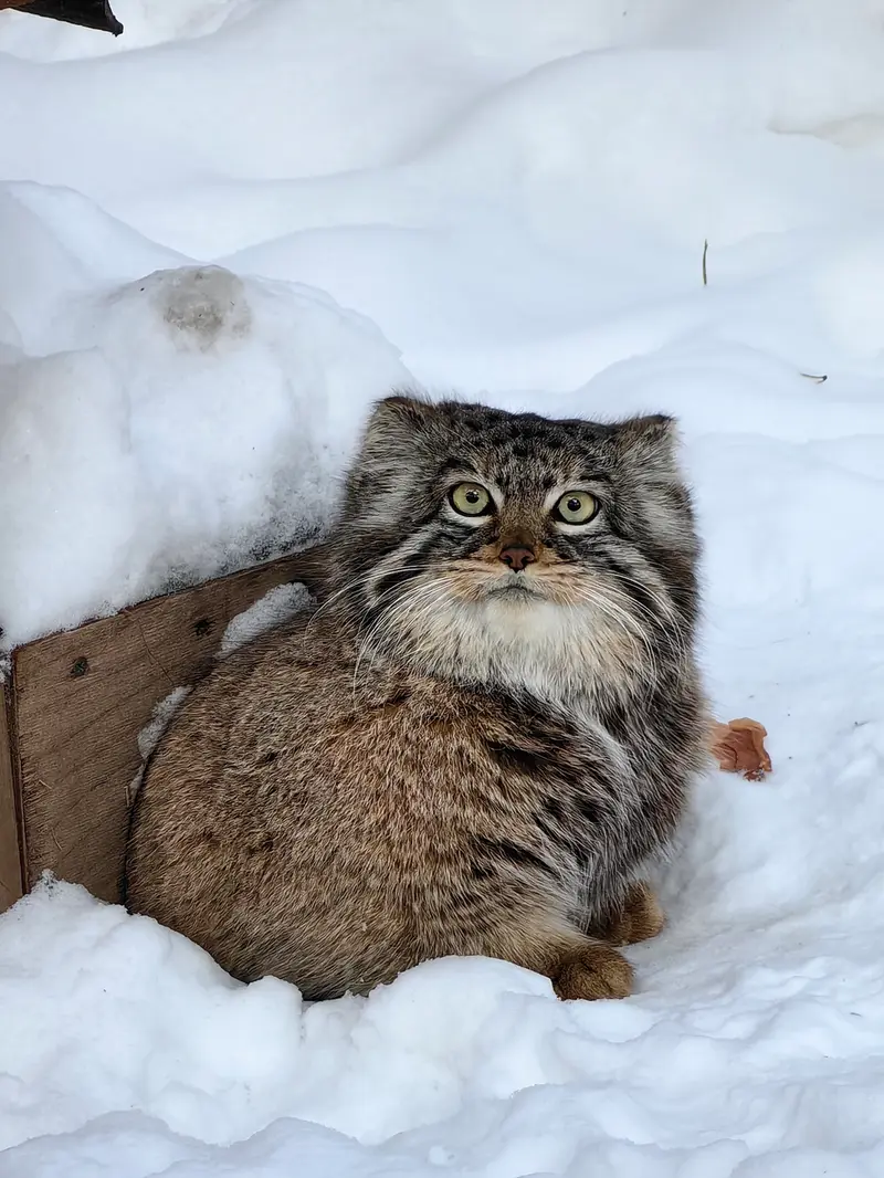 A photograph of Daughter of Eve 2023 Ⅲ in Novosibirsk Zoo