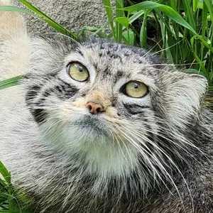 Laura the Pallas's cat from Dakota Zoo