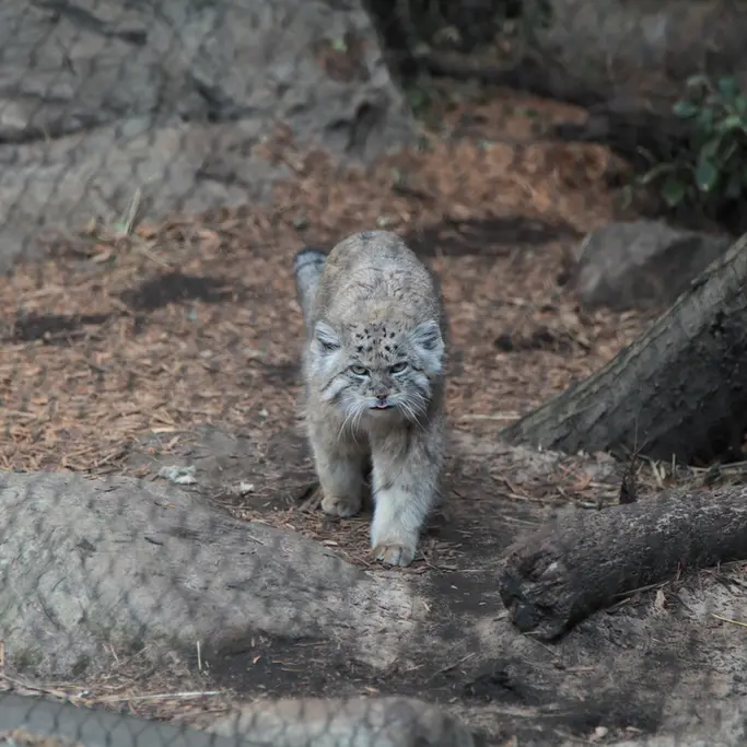 A photograph of Batu in Prospect Park Zoo