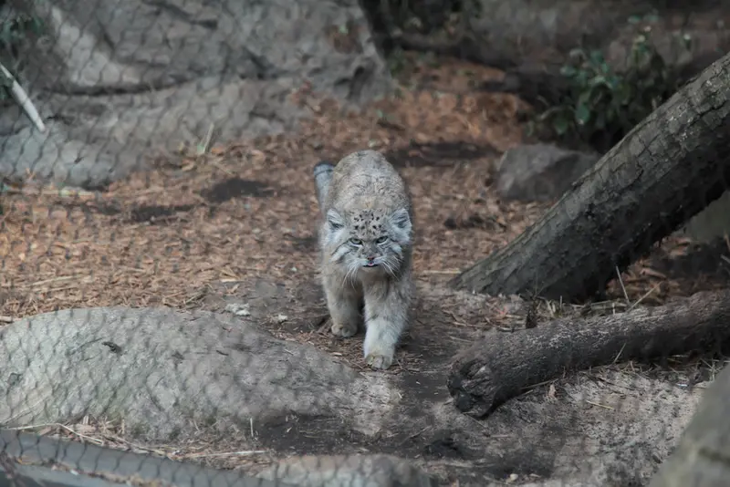 A photograph of Batu in Prospect Park Zoo