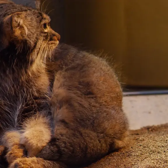 A photograph of a Pallas's cat in Nogeyama Zoo
