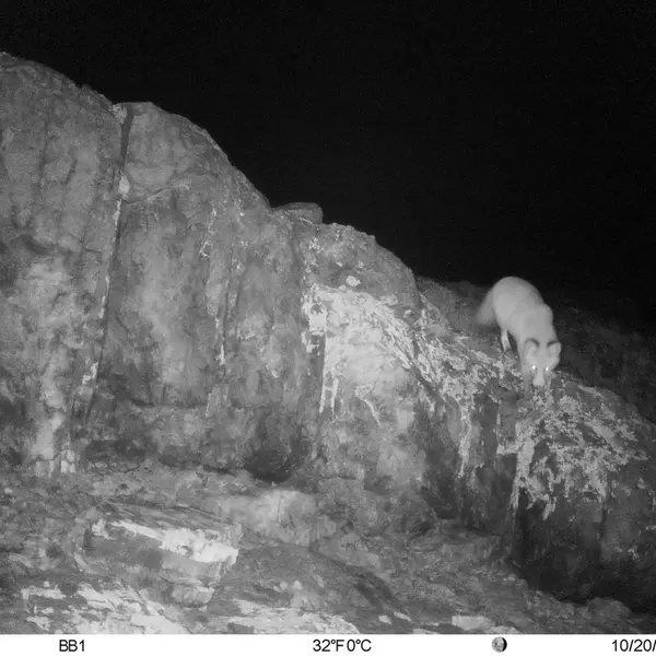 A photograph of Red fox from Aktas-Kunkora camera trap