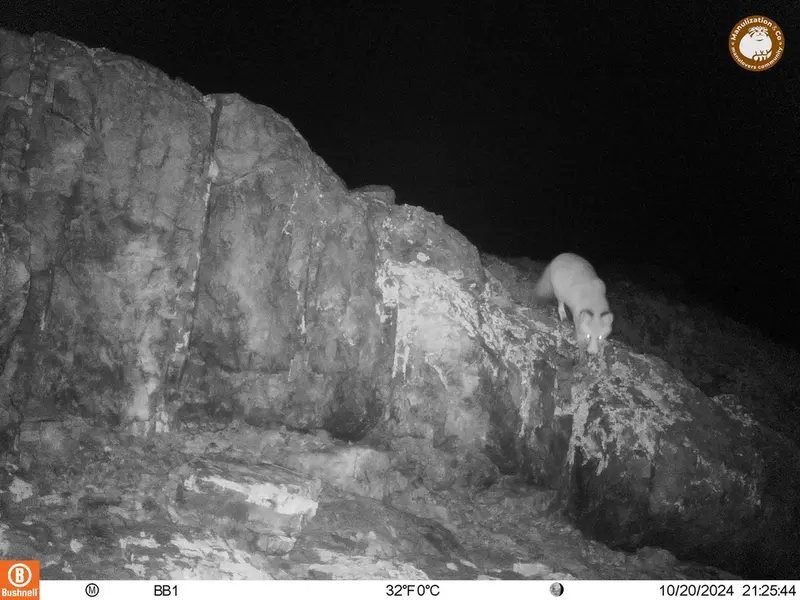 A photograph of Red fox from Aktas-Kunkora camera trap
