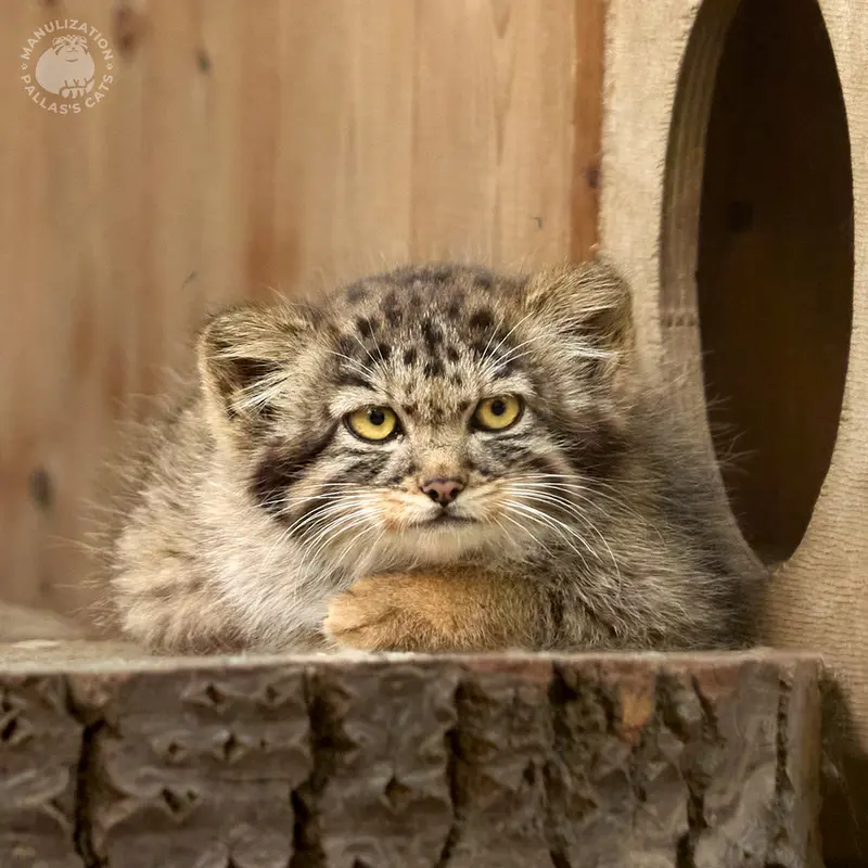 A photograph of Daughter of Adele b.2026 Ⅳ in Novosibirsk Zoo