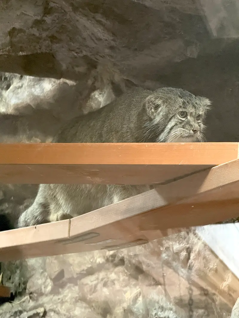 A photograph of Klyon in Ueno Zoological Gardens