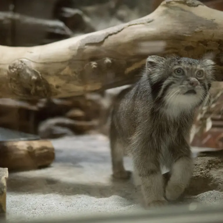 A photograph of Klyon in Ueno Zoological Gardens