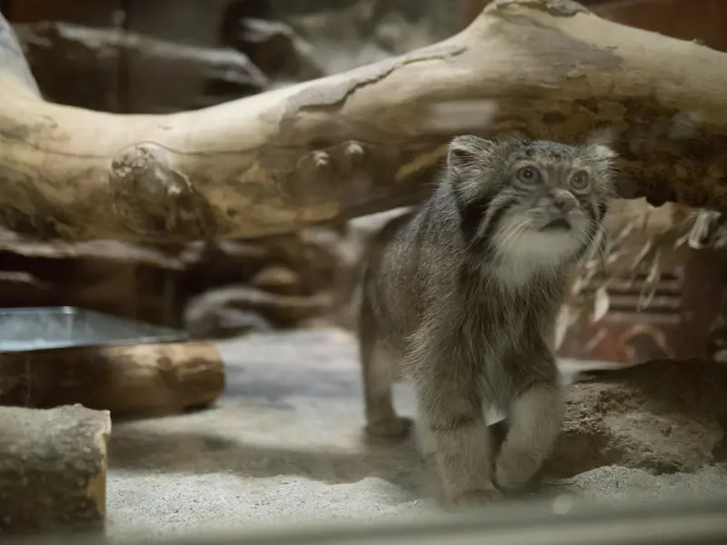 A photograph of Klyon in Ueno Zoological Gardens