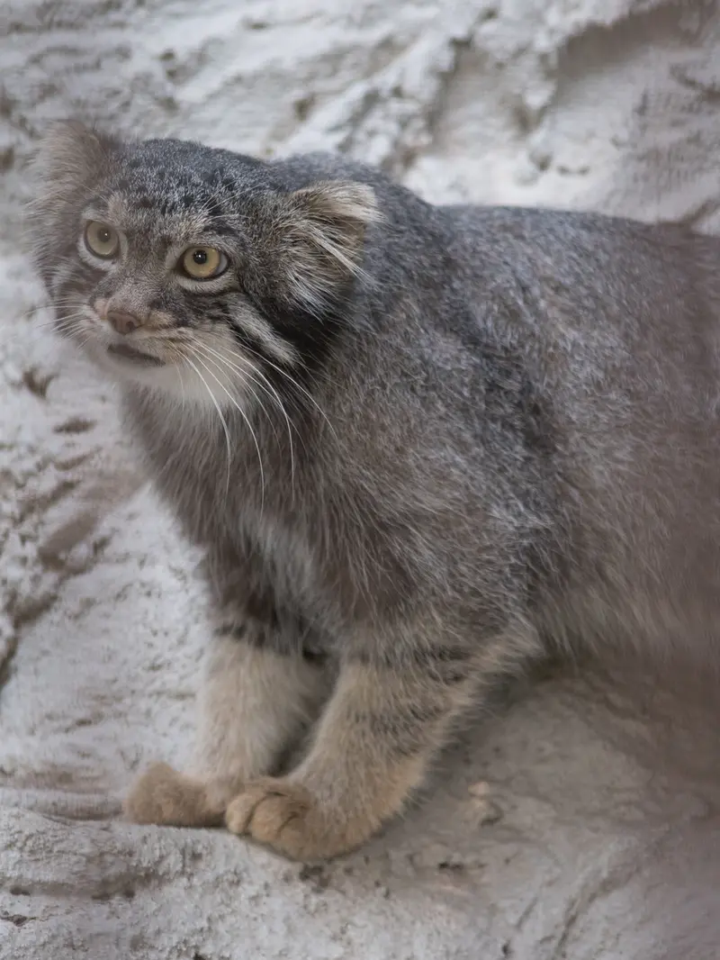 A photograph of Figa in Nogeyama Zoo