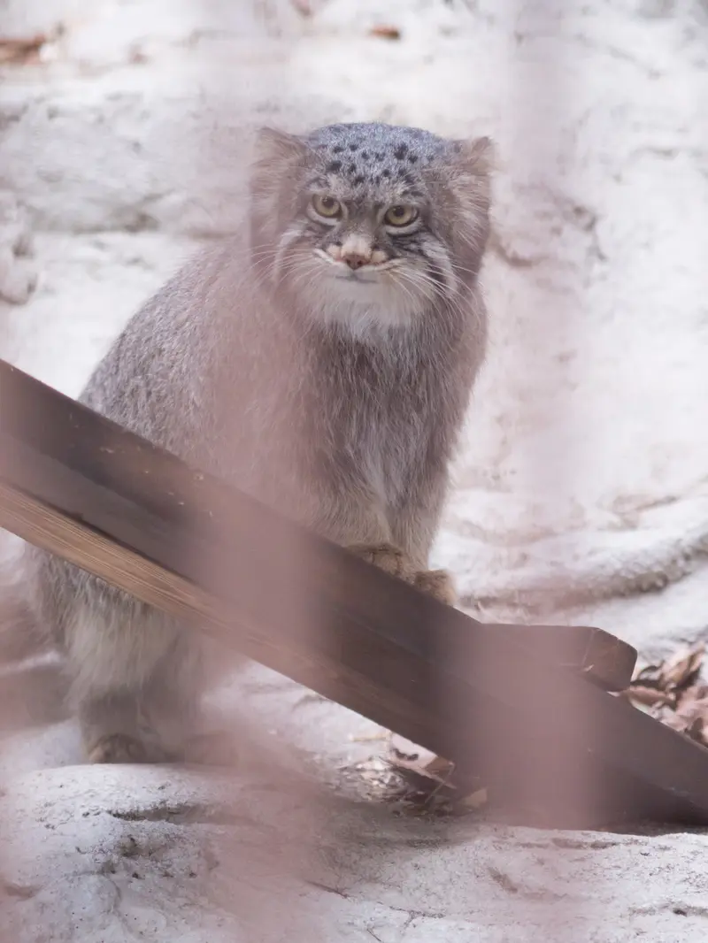 A photograph of Figa in Nogeyama Zoo