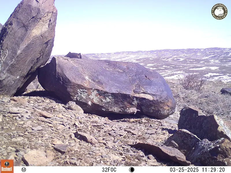 A photograph of Flat-headed vole from Koshkar camera trap
