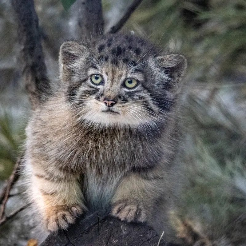 A photograph of a Pallas's cat in Novosibirsk Zoo