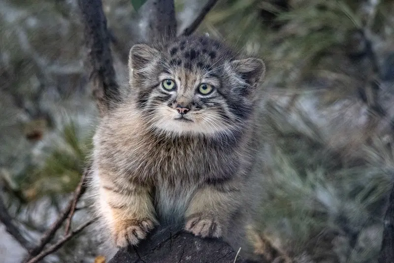 A photograph of a Pallas's cat in Novosibirsk Zoo