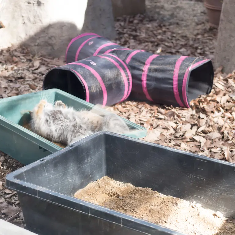 A photograph of Oto in Saitama Children's Zoo