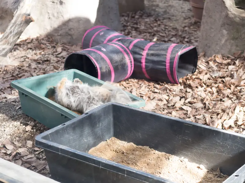 A photograph of Oto in Saitama Children's Zoo