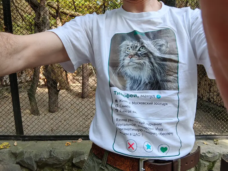 A photograph of a Pallas's cat