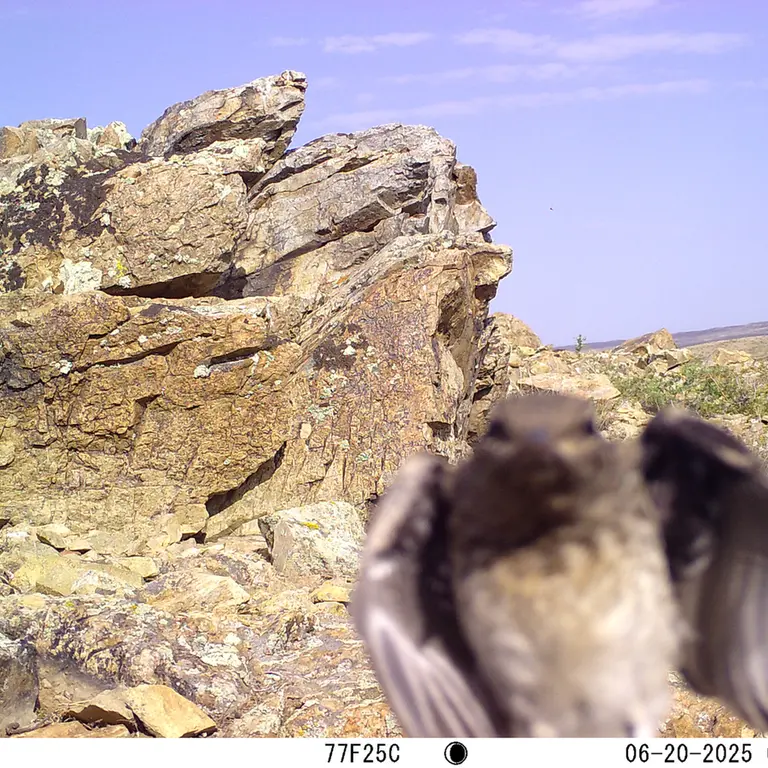 A photograph of a Pallas's cat from Karashoky [new] camera trap