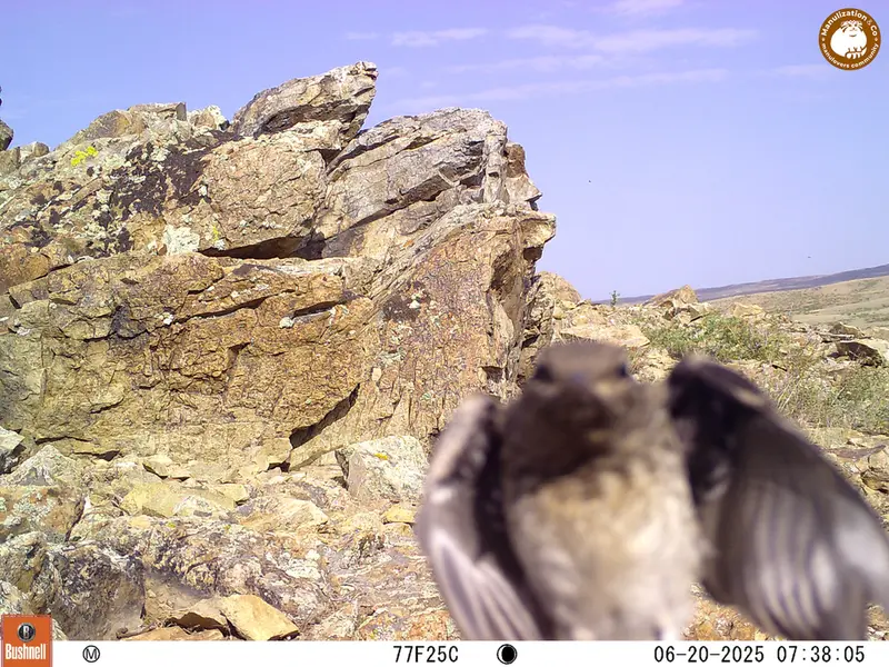 A photograph of a Pallas's cat from Karashoky [new] camera trap