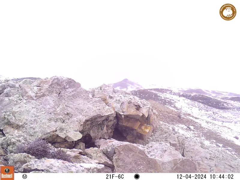 A photograph of Pika from Besshoky 1 camera trap